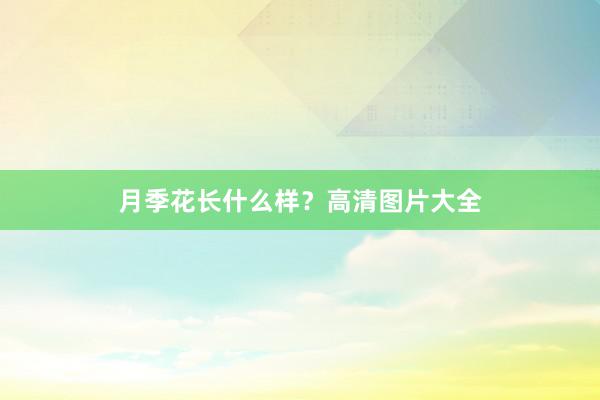 月季花长什么样？高清图片大全